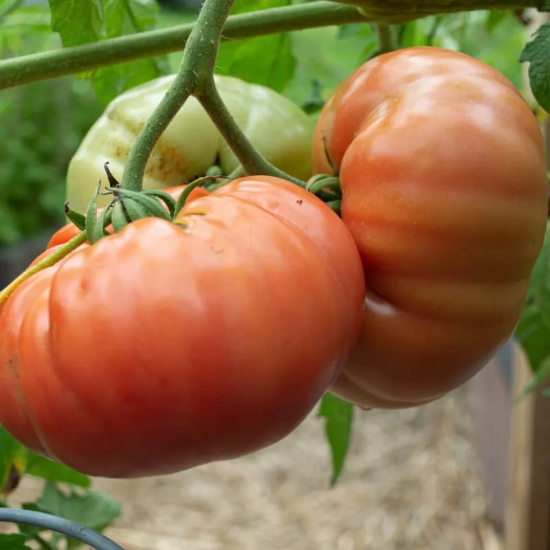BlushingStar Tomato (F1 Hybrid 70-75 Days)