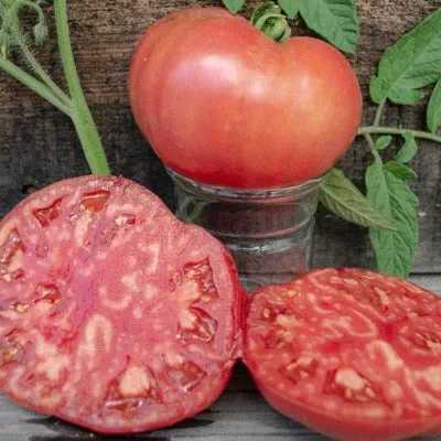 BlushingStar Tomato (F1 Hybrid 70-75 Days)