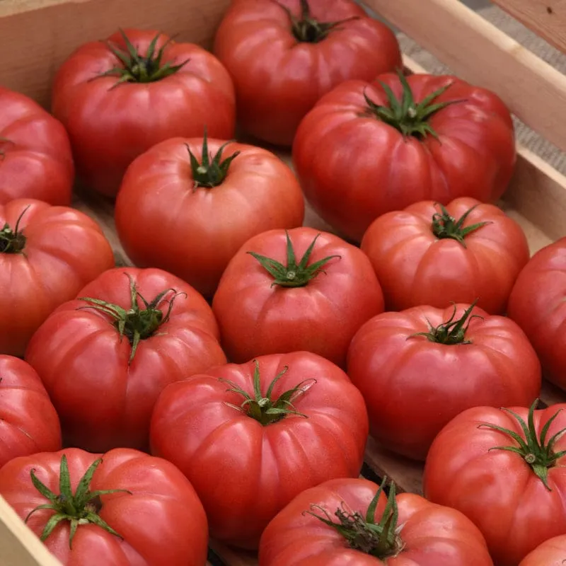 BlushingStar Tomato (F1 Hybrid 70-75 Days)