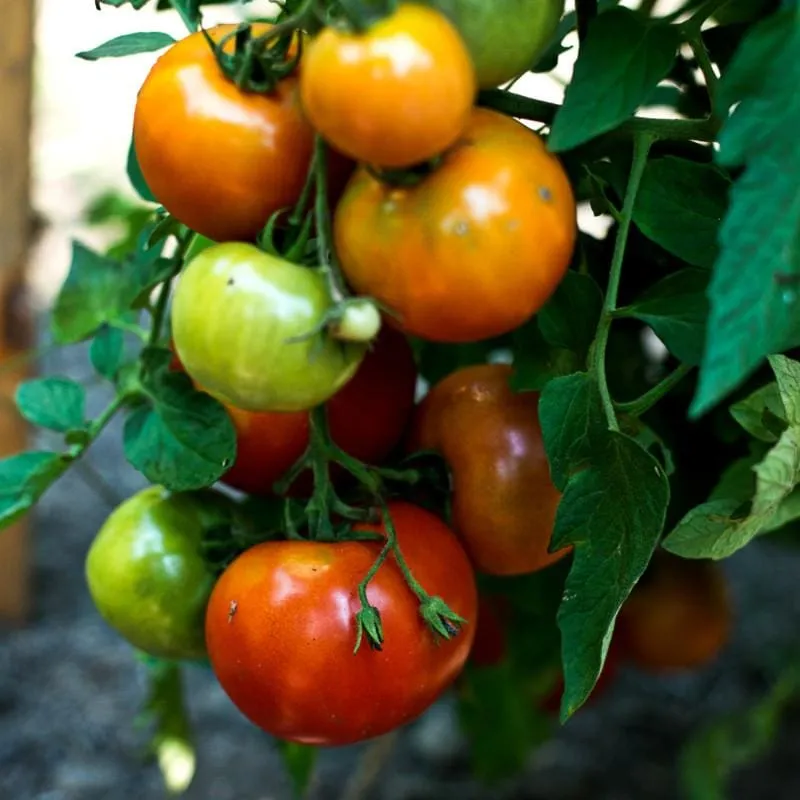 Defiant Tomato (Organic F1 Hybrid 70 Days)