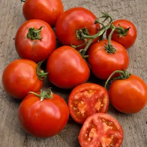 Stellar Tomato (F1 Hybrid 70-75 Days)