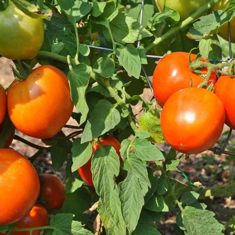 Stellar Tomato (F1 Hybrid 70-75 Days)