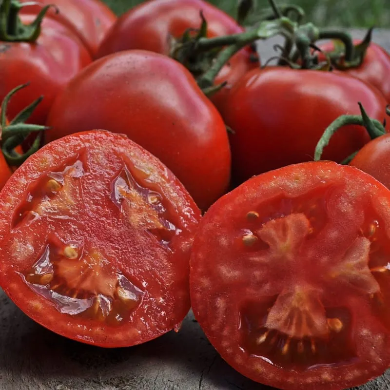 Stellar Tomato (F1 Hybrid 70-75 Days)