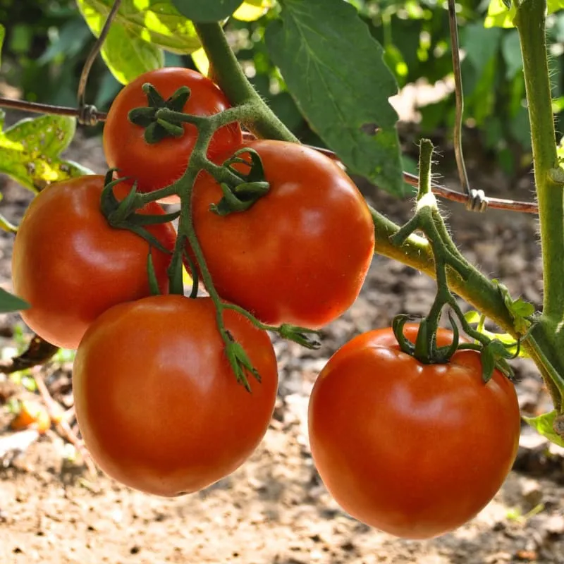 Stellar Tomato (F1 Hybrid 70-75 Days)