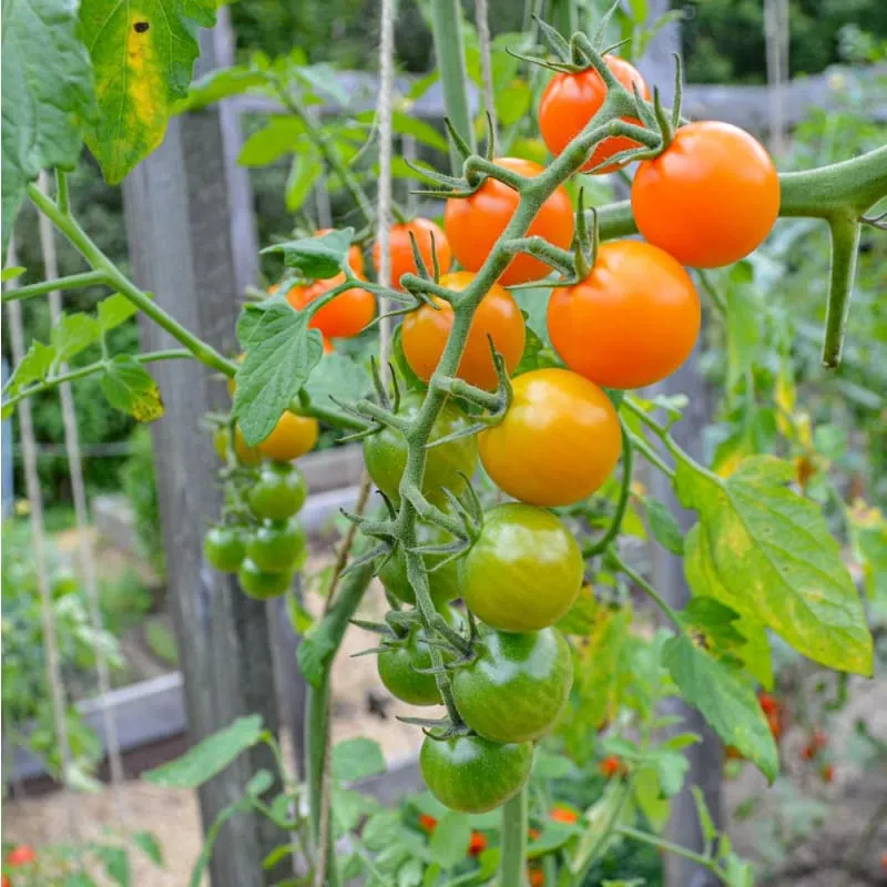 Sungold Tomato (F1 Hybrid, 60 Days)