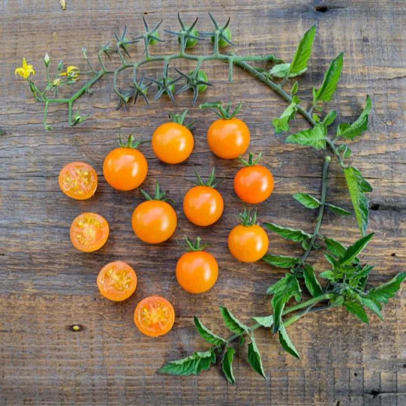 Sungold Tomato (F1 Hybrid, 60 Days)