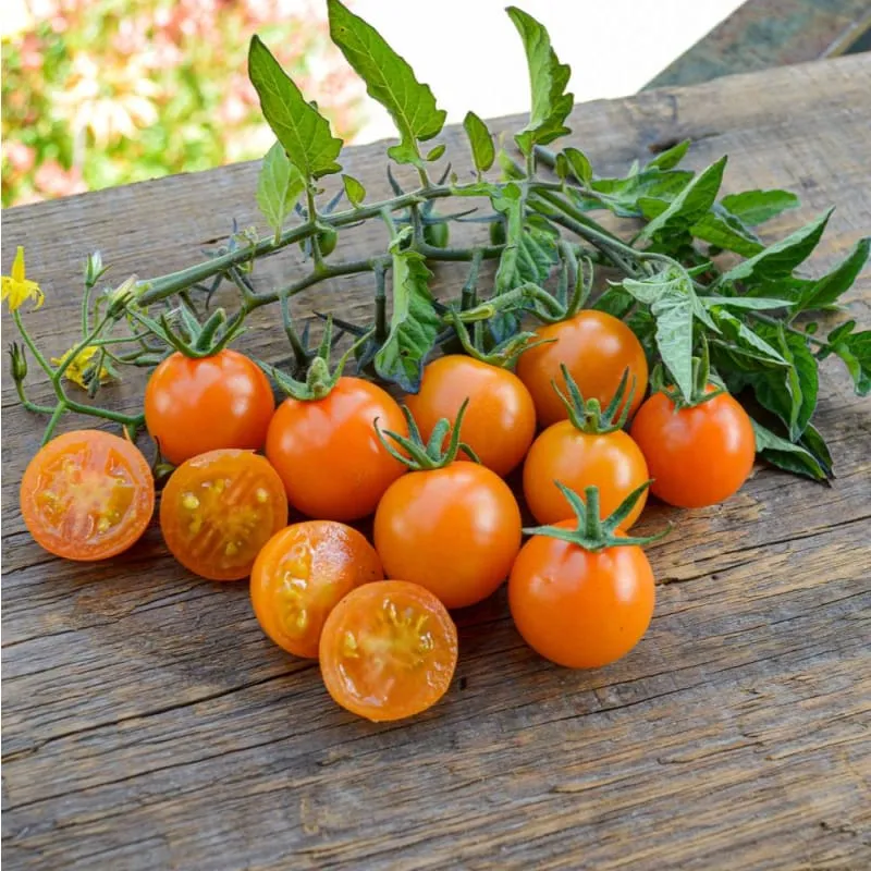 Sungold Tomato (F1 Hybrid, 60 Days)