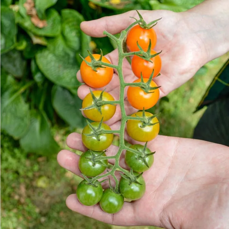 Sungold Tomato (F1 Hybrid, 60 Days)