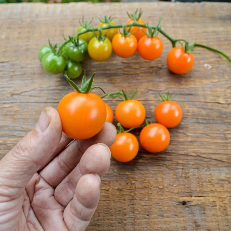 Sungold Tomato (F1 Hybrid, 60 Days)