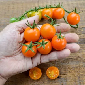 Sungold Tomato (F1 Hybrid, 60 Days)