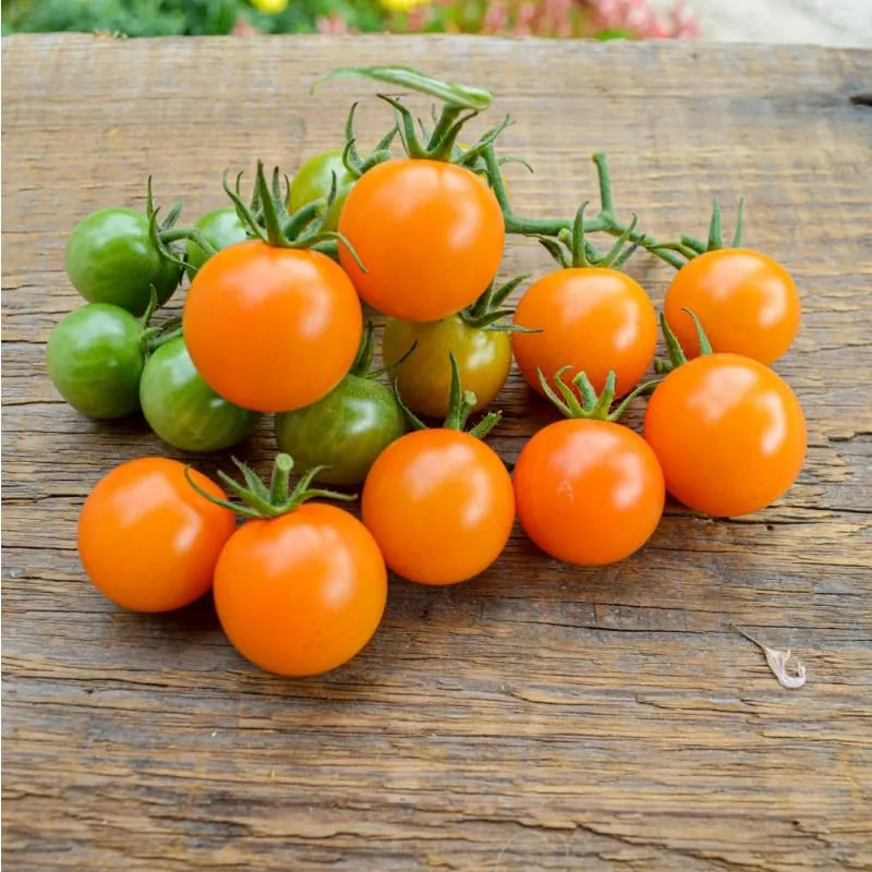 Sungold Tomato (F1 Hybrid, 60 Days)