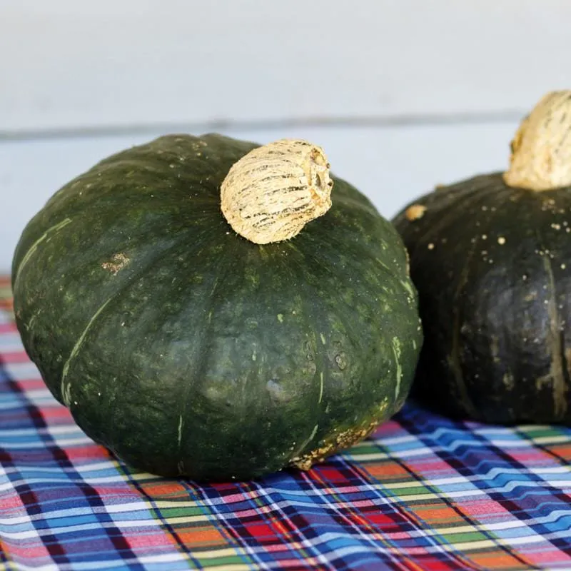 Sweet Mama Winter Squash (F1 Hybrid 85 Days)