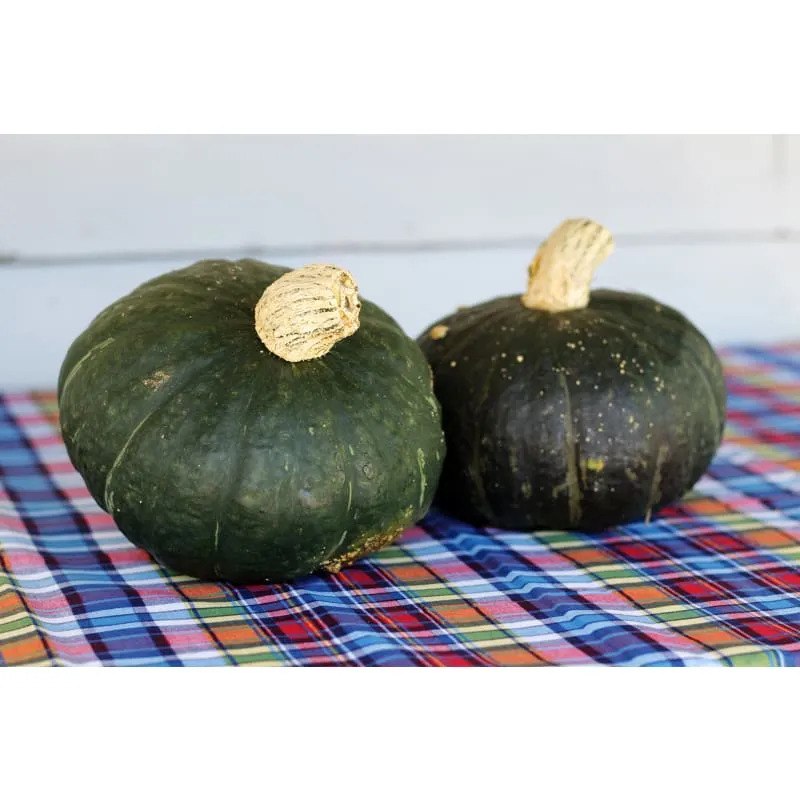 Sweet Mama Winter Squash (F1 Hybrid 85 Days)